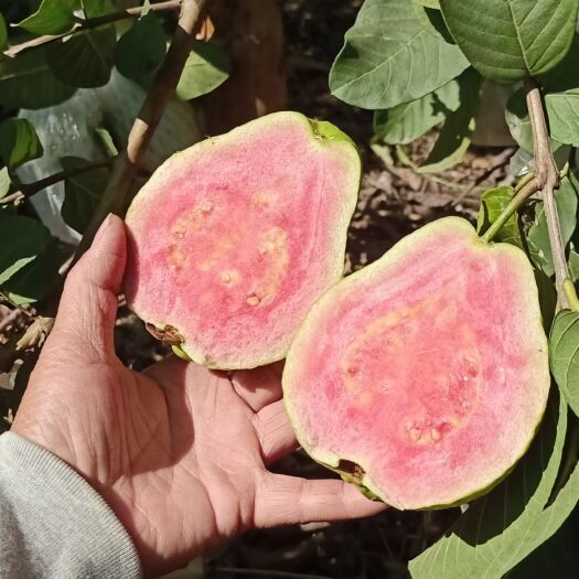 西瓜芭乐苗红心番石榴苗易种植好管理果香甜脆广西正品嫁接