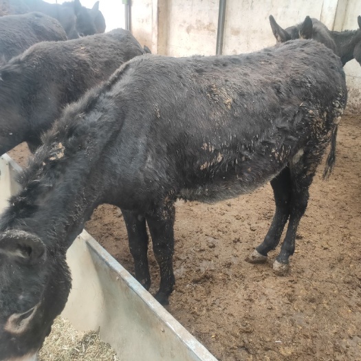 梁山县毛驴  驴 绿色喂养 肉质好 出肉率高