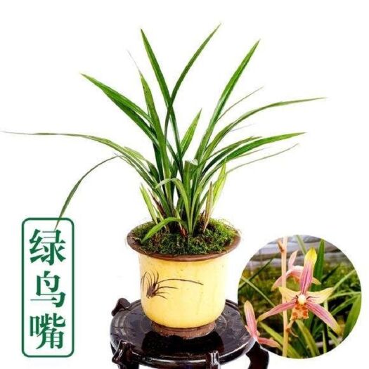 平原县 兰花建兰铭品先明浓香型《绿鸟嘴》