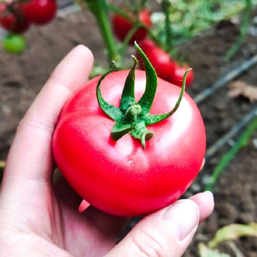 海阳市普罗旺斯番茄  西红柿海阳普罗旺斯沙瓤粉柿子番茄基地一手货源
