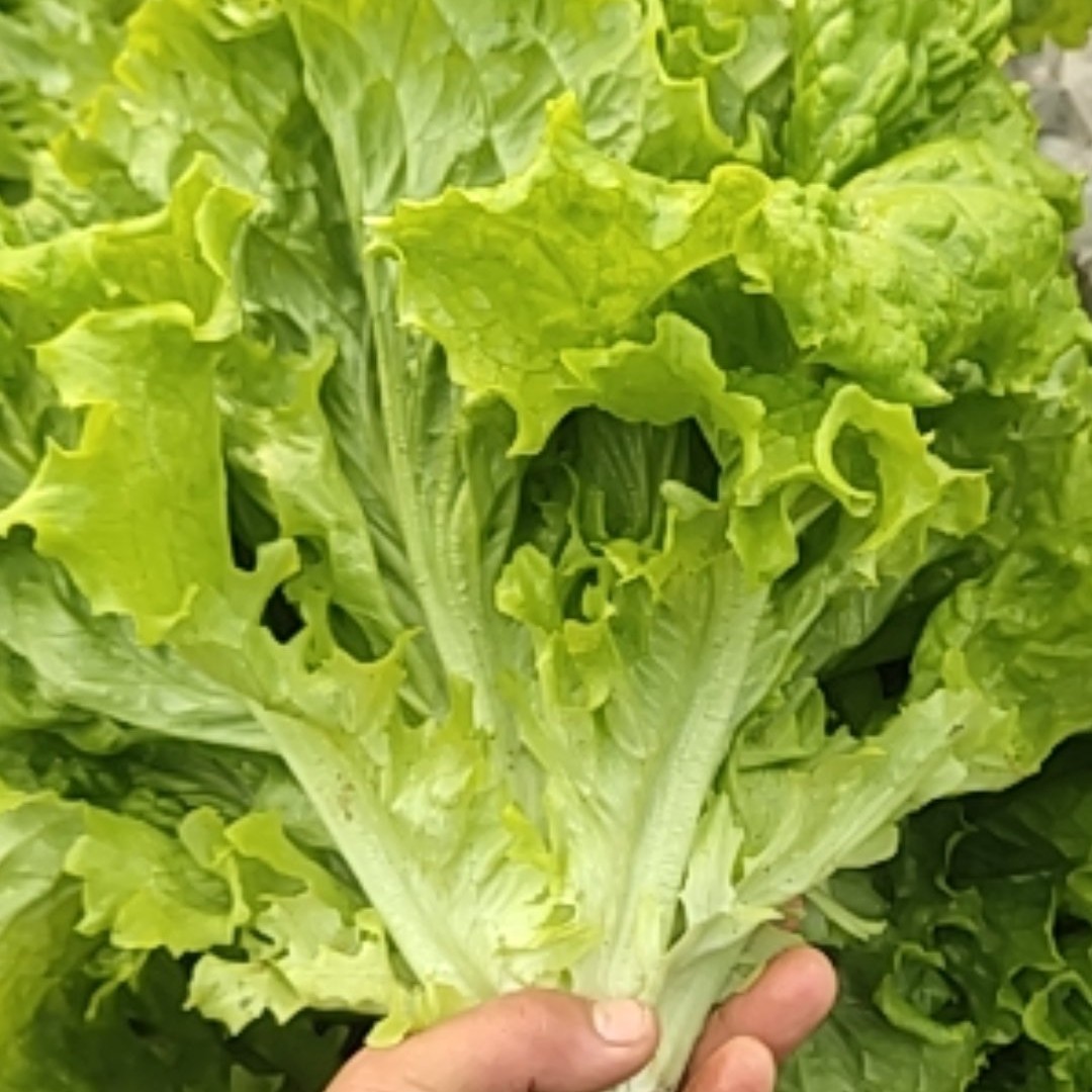 美国大速生 优质生菜