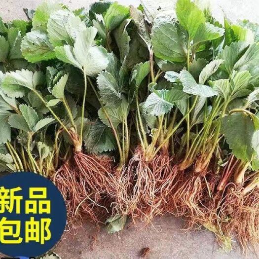 平邑县草莓苗盆栽地栽阳台庭院