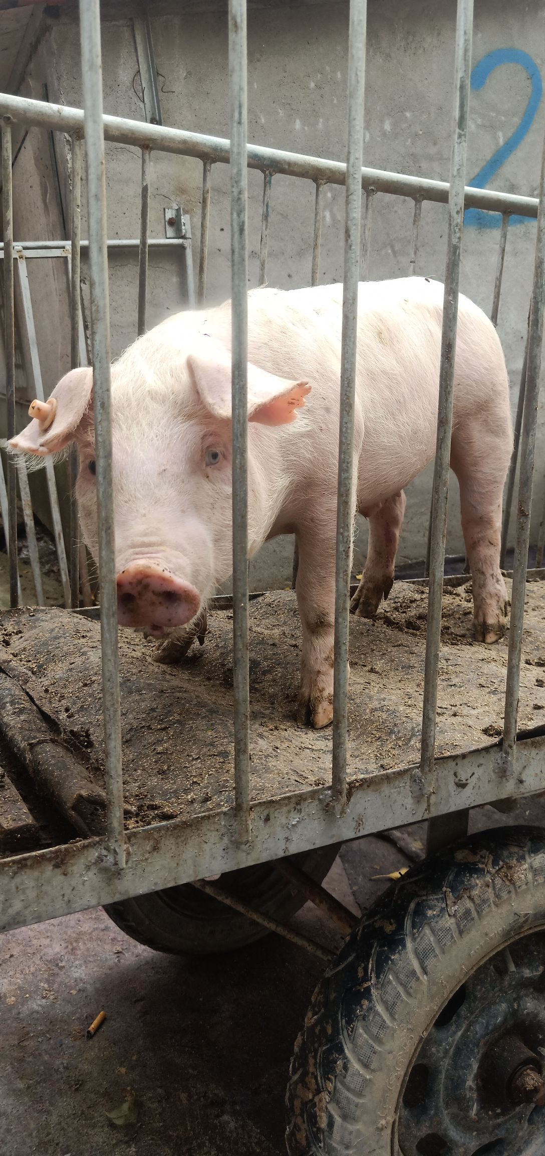 长白公猪的仔是什么猪