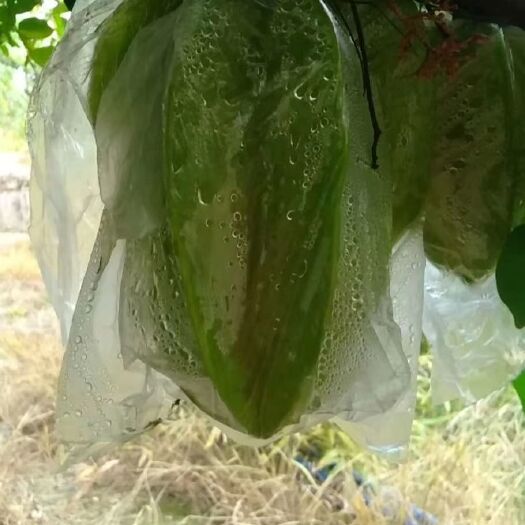 龙门县智利杨桃  本地杨桃清甜可口