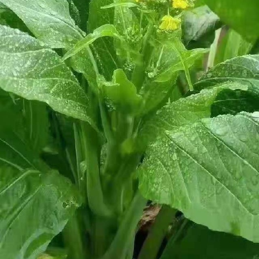 连州市连州菜心