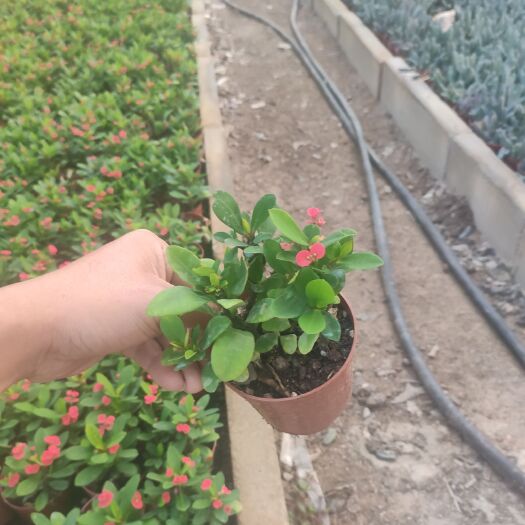 漳浦县多肉虎刺梅 虎刺梅农户直供