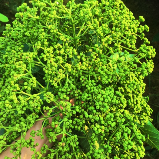 樟树市江西 中花吴茱萸苗 树苗
