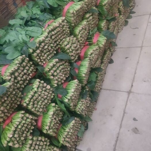 大叶菠菜