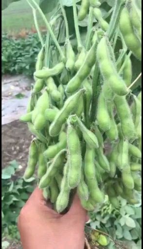 邳州市毛豆种子  毛豆种早熟大荚翠绿宝，绿宝石，荚大颜色靑采摘八天