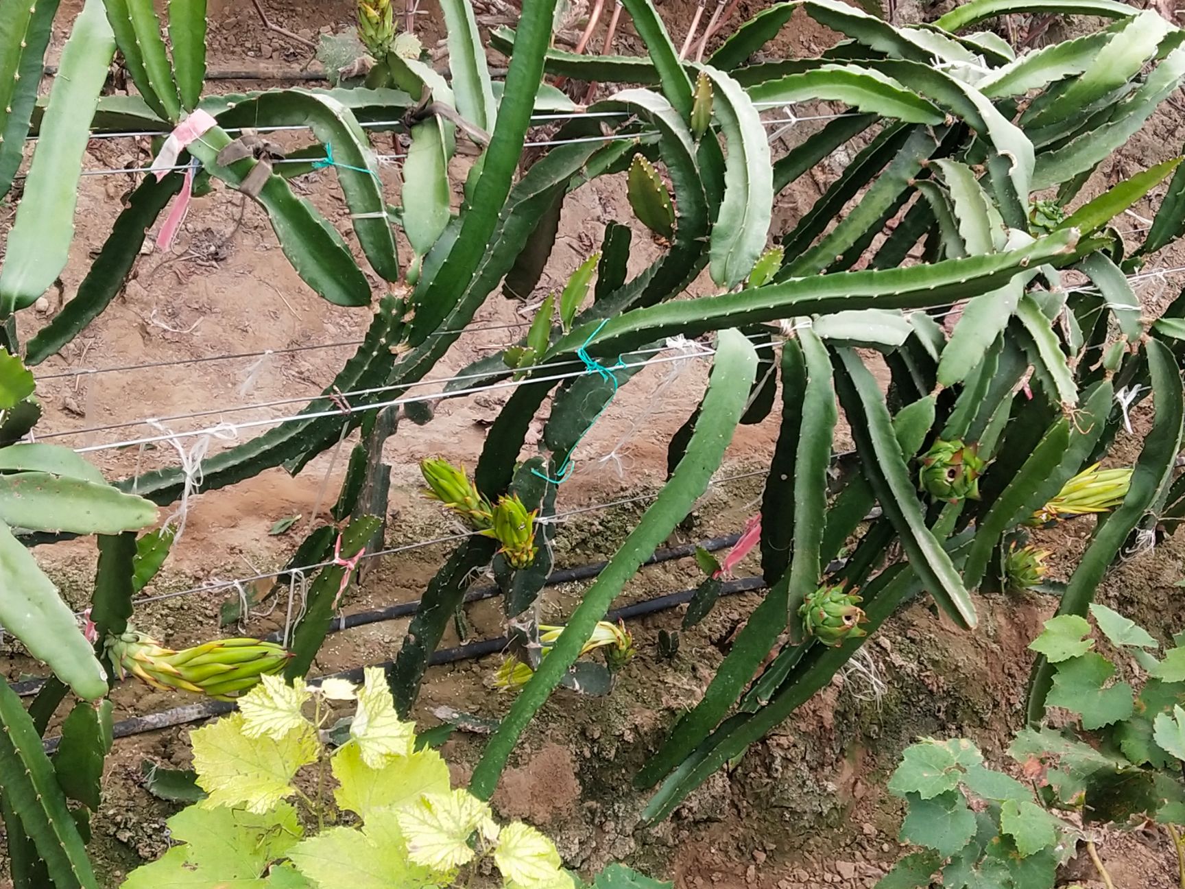 红宝龙火龙果苗 自己家种的,因占地处理 8.00 元/棵