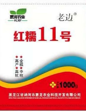 高粱种子红糯26号高粱种子  红糯26号糯高粱新品种