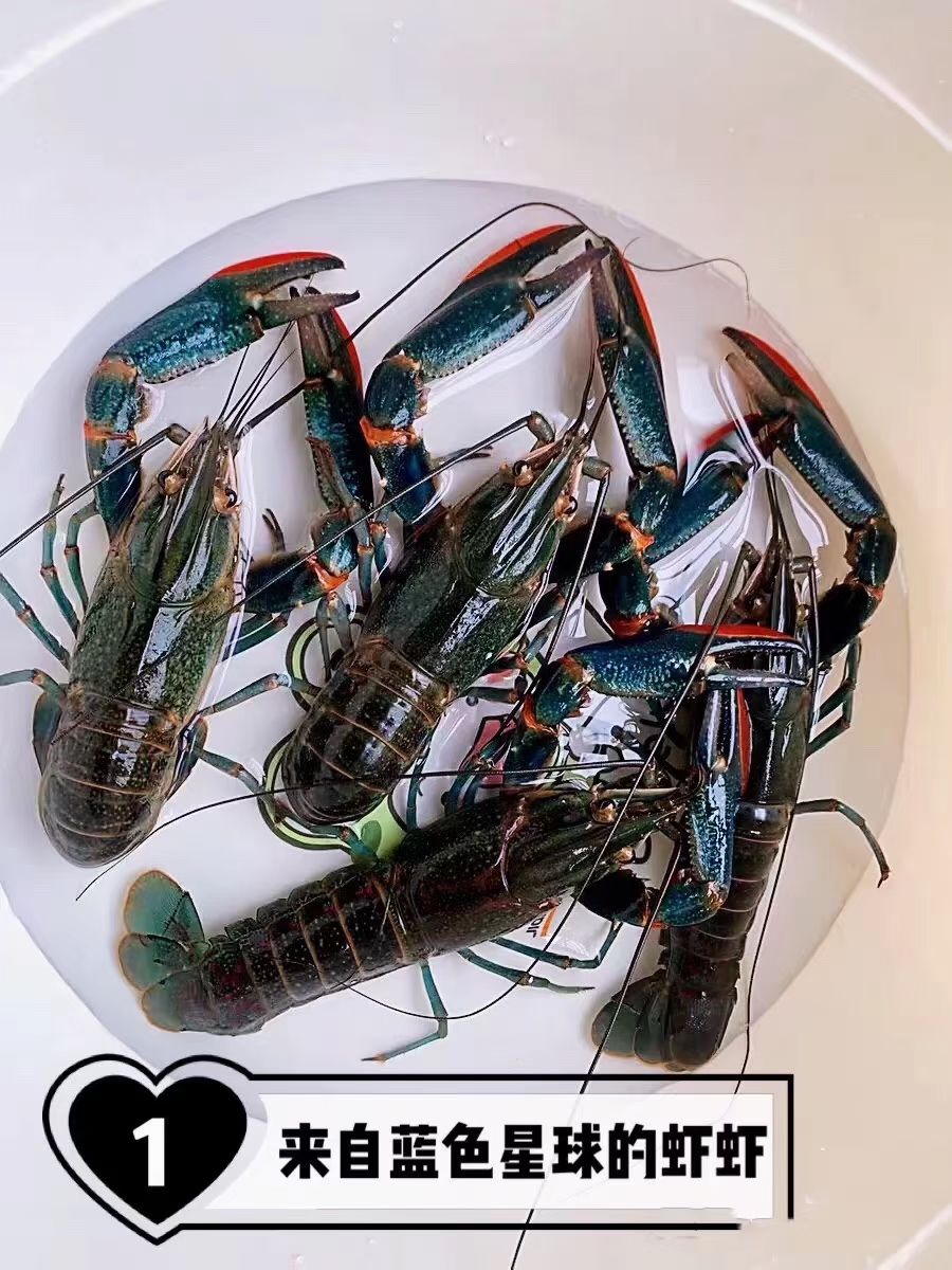 文昌市红螯螯虾  海南，澳洲淡水龙虾商品虾，规格齐全。