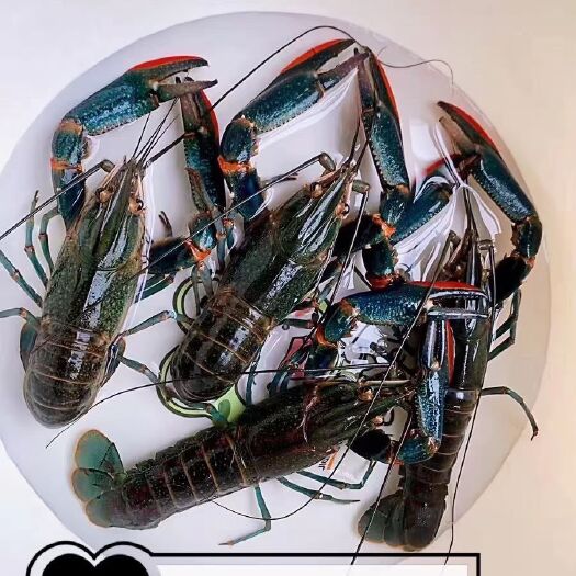 文昌市红螯螯虾、鲜活、澳洲淡水龙虾商品虾，规格齐全。