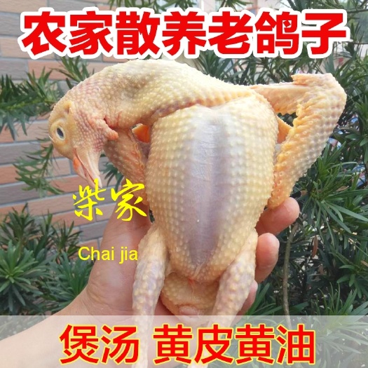 莘县鸽子，3-5年老鸽子 8两以上  煲汤优选