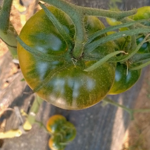 铁柿子  草莓西红柿，碱地番茄，铁皮柿子