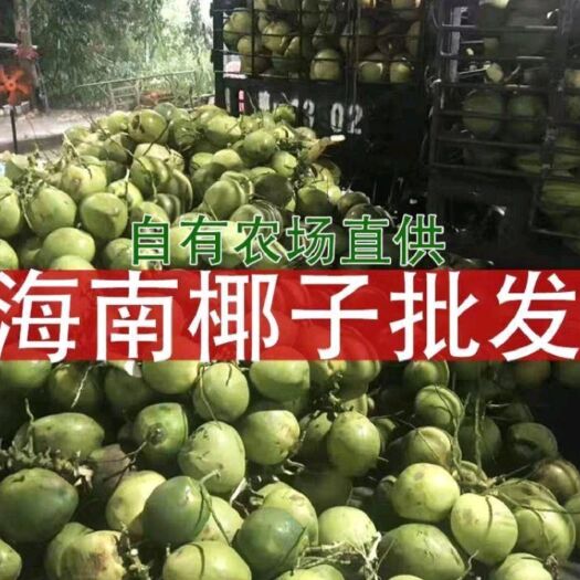 海口海南椰子批发