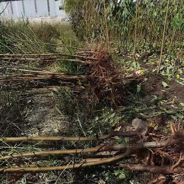丽江雪桃苗国庆节成熟，果子大，颜色好是水果中的精品！