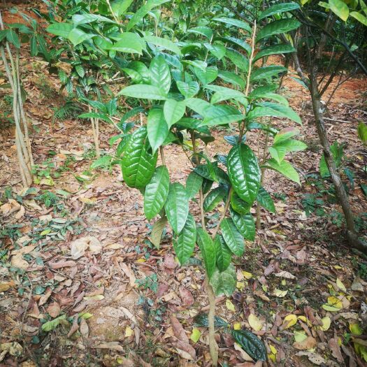 防城港金花茶苗 防城防普金花茶种子树两公分单杆树形漂亮生长茂盛浓密
