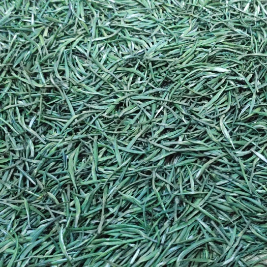 湄潭县雀舌茶  青针
翠芽