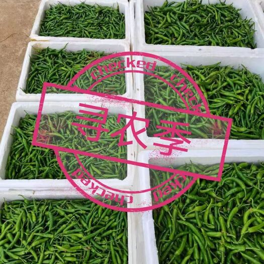 湘阴县 自有基地新苗辣椒上市，需要的联系