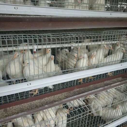 鹤壁罗曼粉青年鸡 高产蛋率罗曼粉青年鸡 罗曼粉壳蛋鸡青年鸡