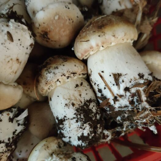 六盘水赤松茸 量大，走批发