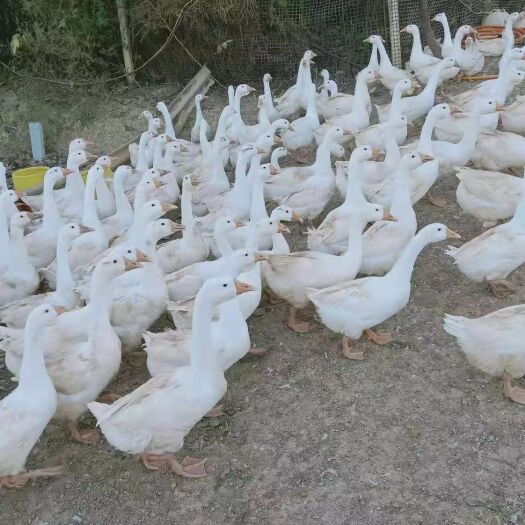 南华县商品三花鹅