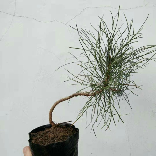 黄山松微型盆栽 小老松 造型松素材 童子功素材