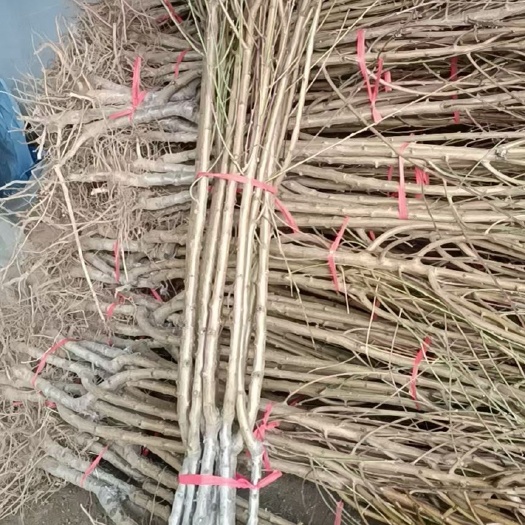 平邑县 黄金桃苗  纯种嫁接   沂蒙老区直发