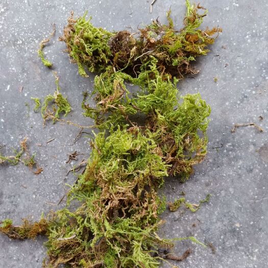 万载县 青苔 地苔 苔藓 种兰花用青苔