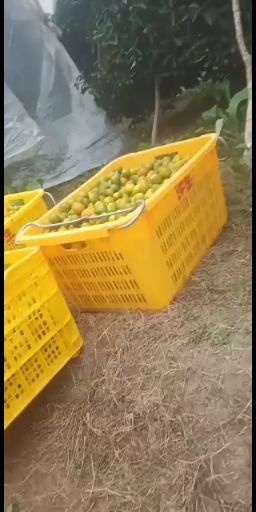 全州县脆皮金桔 一级果
