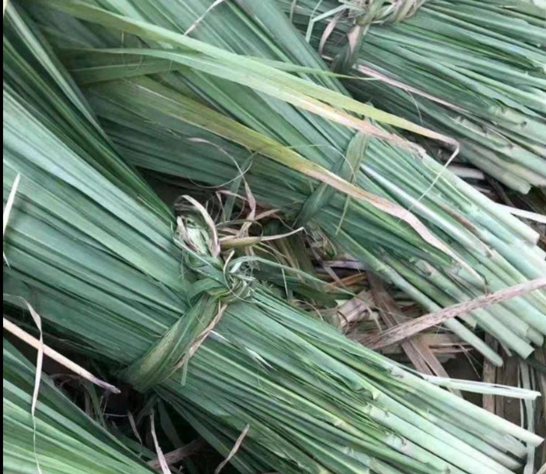 青贮饲料 新鲜甘蔗尾