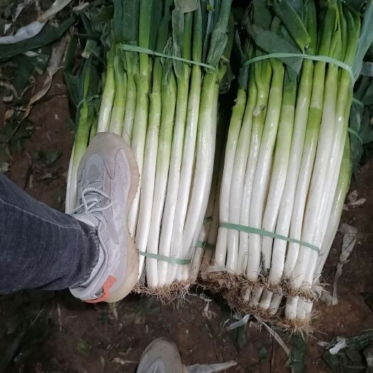 菏泽钢葱，毛葱，净葱。大量供应。需要的老板和我联系。