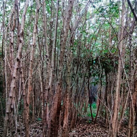 郯城县流苏树 流苏：俗称油根子，数量30万棵，2--3公分的有20万棵