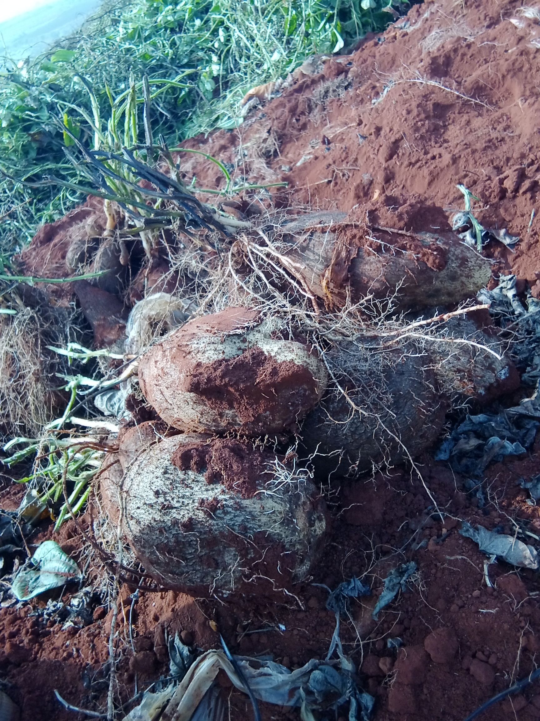 秤砣山药  新货金称砣山药也上市，口感软糯香滑，欢迎下单