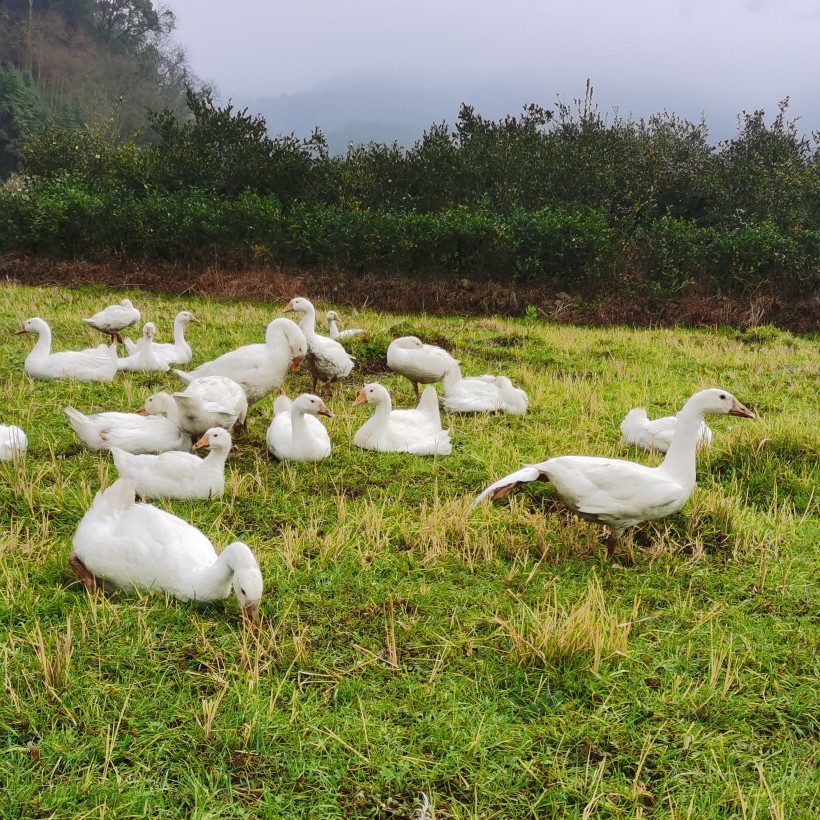 农家散养大白鹅纯土鹅，不含一丁点饲料