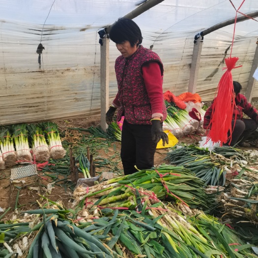 费县铁杆大葱  大葱，毛葱，净葱
