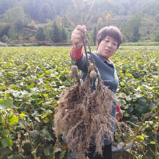 广元水杨桃砧木嫁接苗  猕猴桃嫁接苗