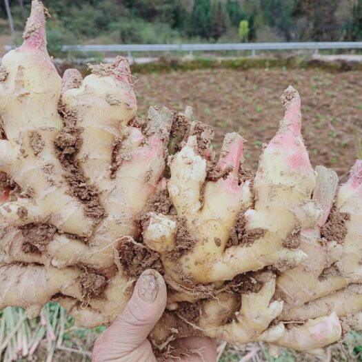 凤凰县小黄姜 6两以上 带土 