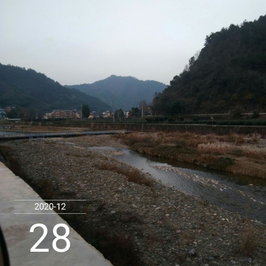 淳安县麻鸭  正宗溪水鸭