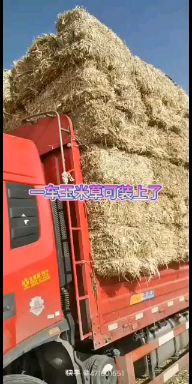 玉米草   玉米秸秆