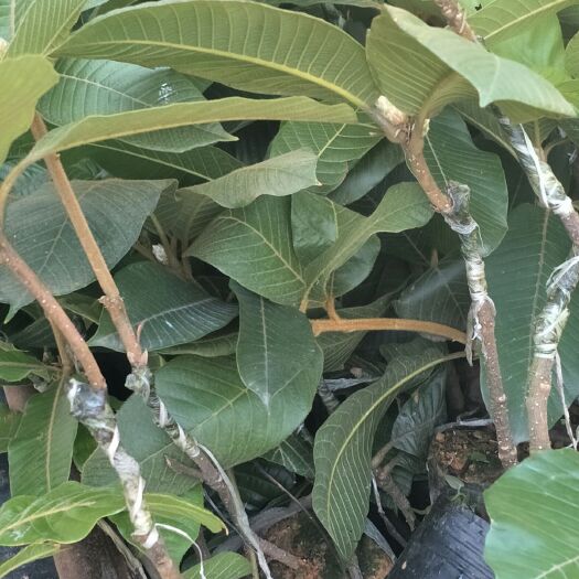 佛冈县大叶风流果苗，有嫁接苗植生苗，品种优良，皮薄多肉，