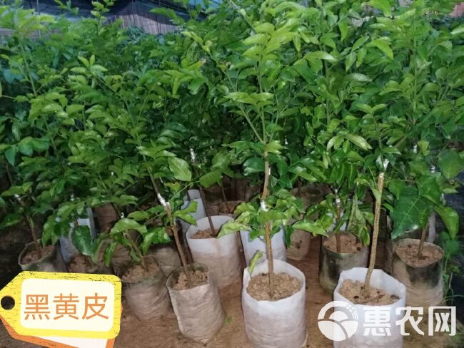 无核黄皮果苗  鸡心黄皮，黑黄皮，贵妃黄皮，紫肉黄皮