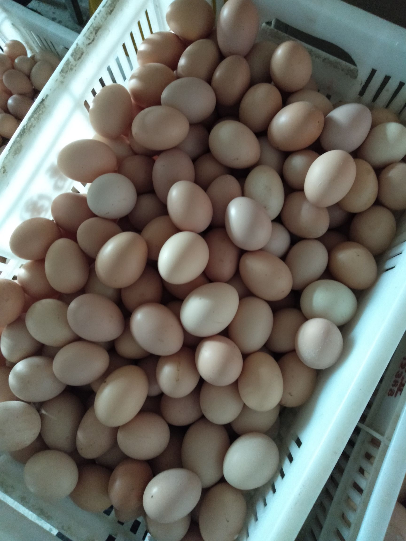 土鸡蛋 食用 箱装