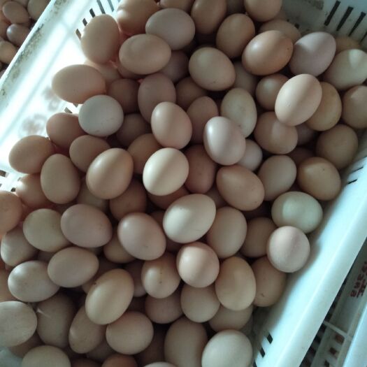 阜宁县土鸡蛋 食用 箱装