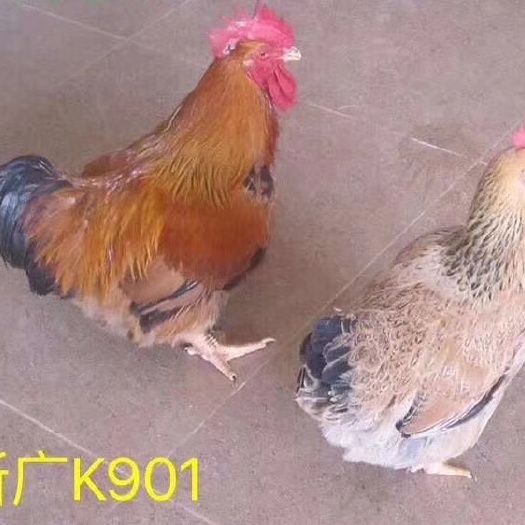 广州K9鸡苗  K9大块鸡苗，周期短，好养，肉质鲜美紧致，深受广大群众喜欢