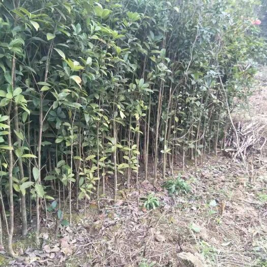 施秉县供应优质桂花树苗2一6公分，量大从优
