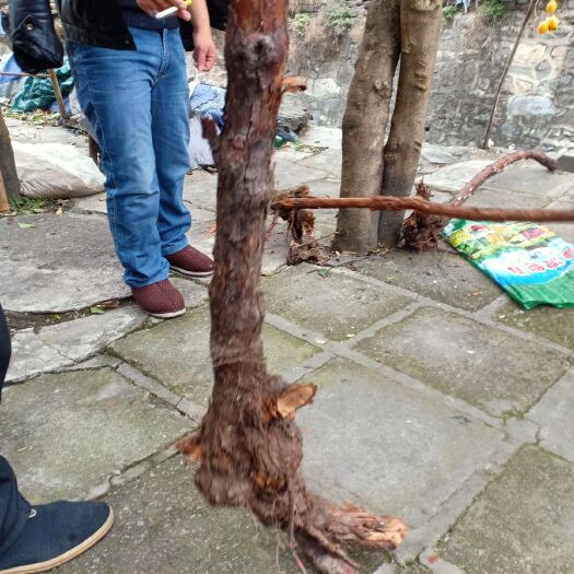 旬阳市根雕 5-10公分精品香花刺根！