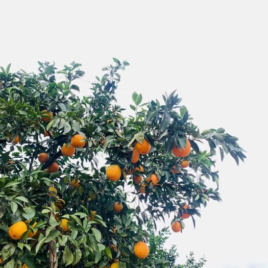 崇义县脐橙 电商果