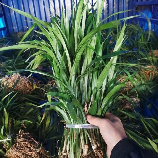 襄樊低价供应吉祥草，中叶麦冬草细叶麦冬草质优价廉，鸢尾葱兰玉簪等